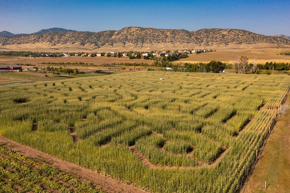 Corn Maze at Chatfield Farms Corn Maze at Chatfield Farms