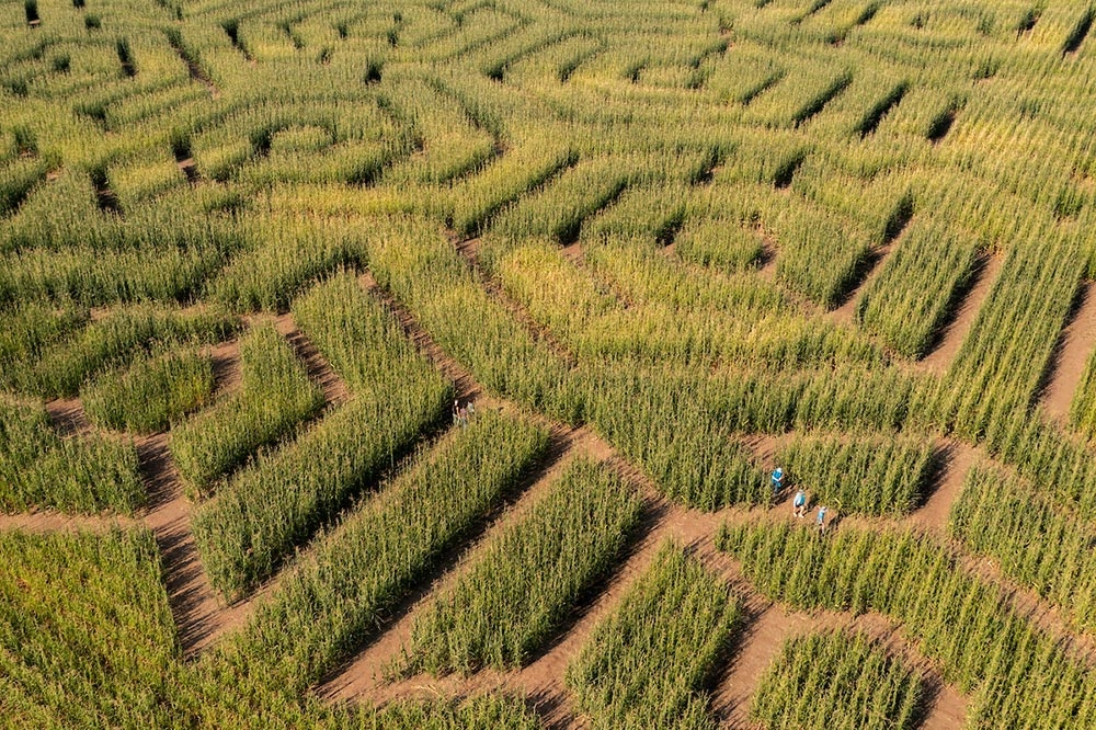 Corn Maze Denver Botanic Gardens