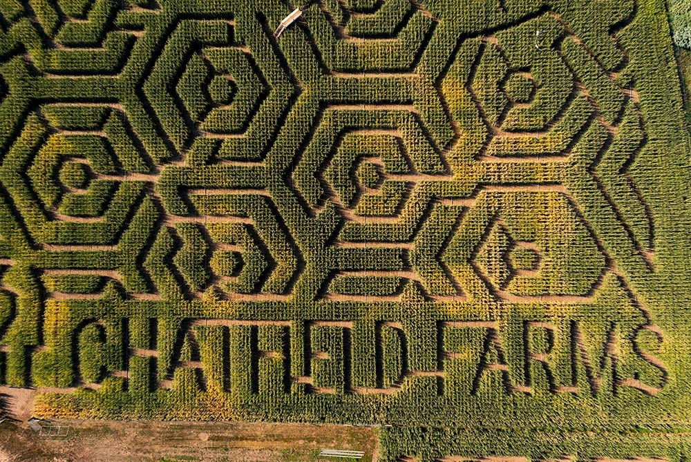Corn Maze at Chatfield Farms Corn Maze at Chatfield Farms