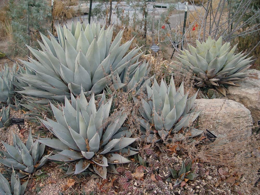 Agave parryi