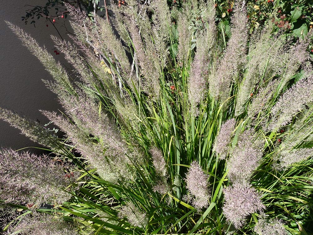 Korean Feather Reed Grass (Calamagrostis brachytricha)