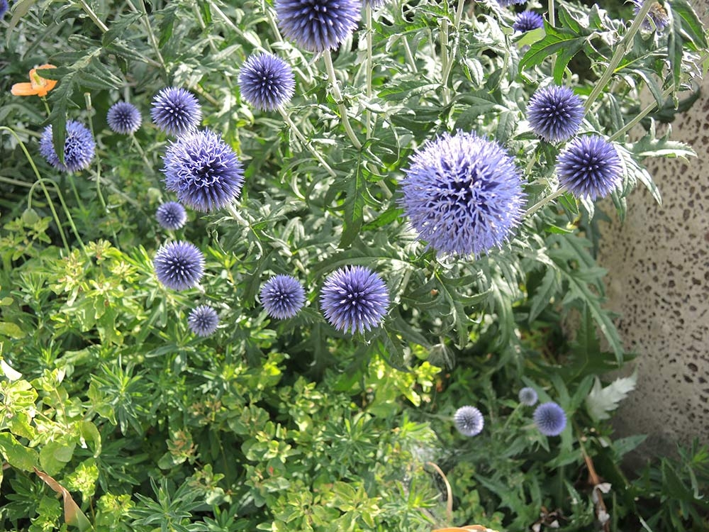 Globe thistle (Echinops ritro)