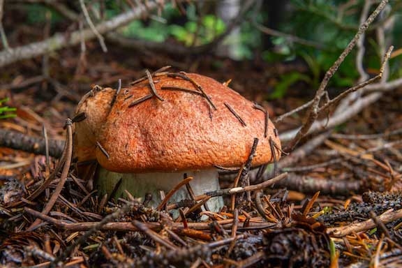 mycology foray