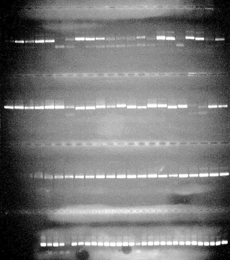 Mushroom DNA