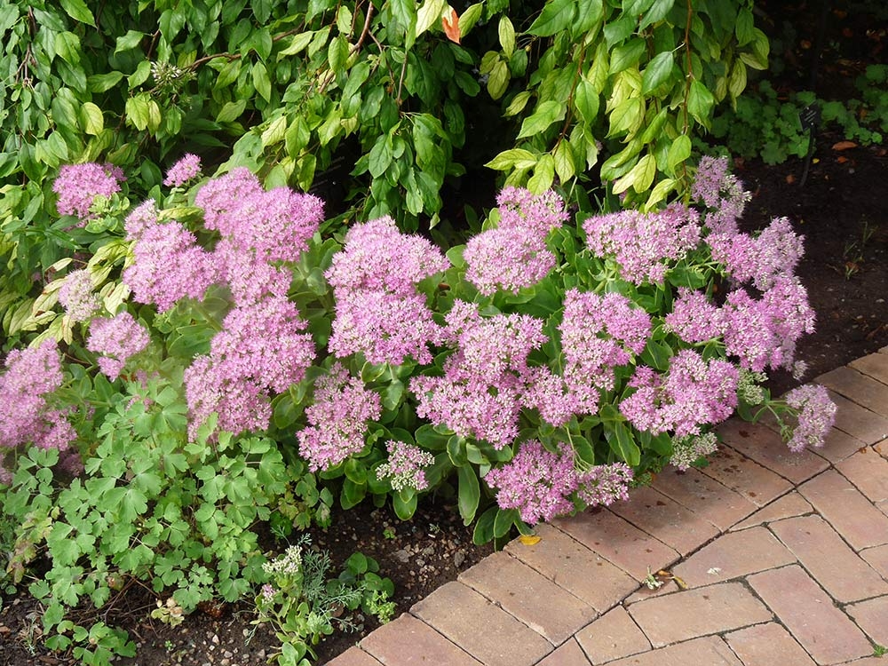 Stonecrop (Sedum spectabile)