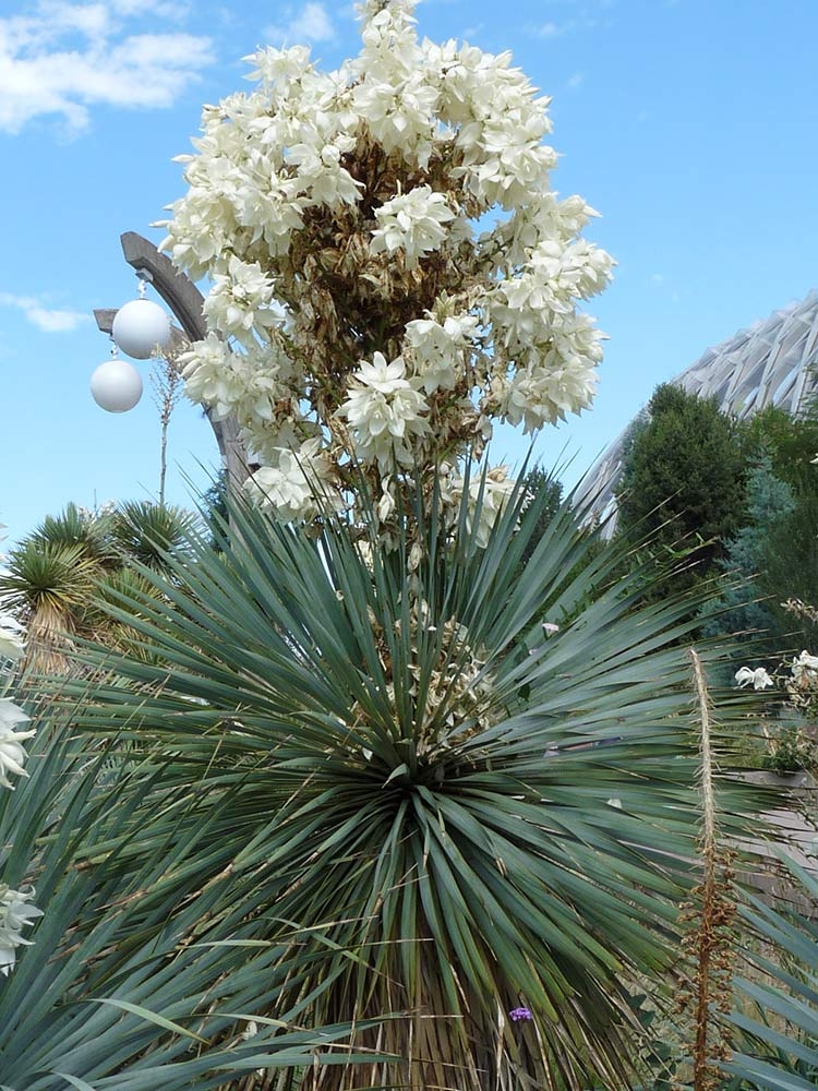 Beaked yucca (Yucca rostrata)