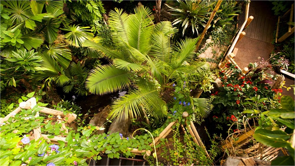 plants plants