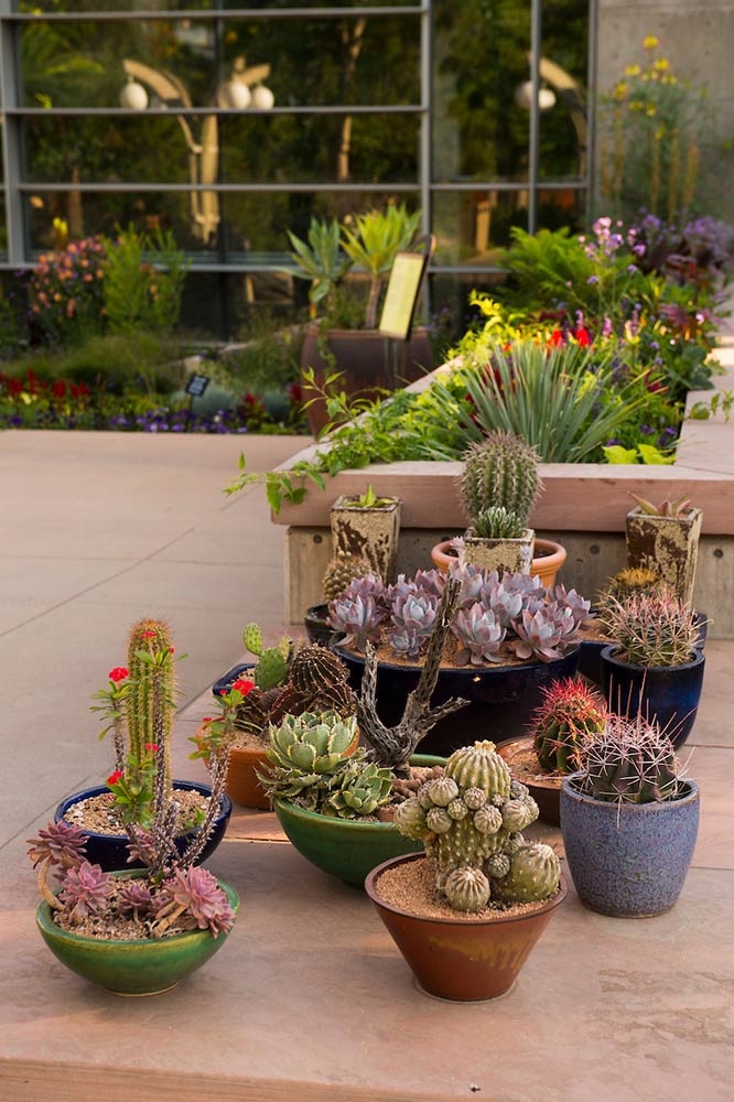 plants plants