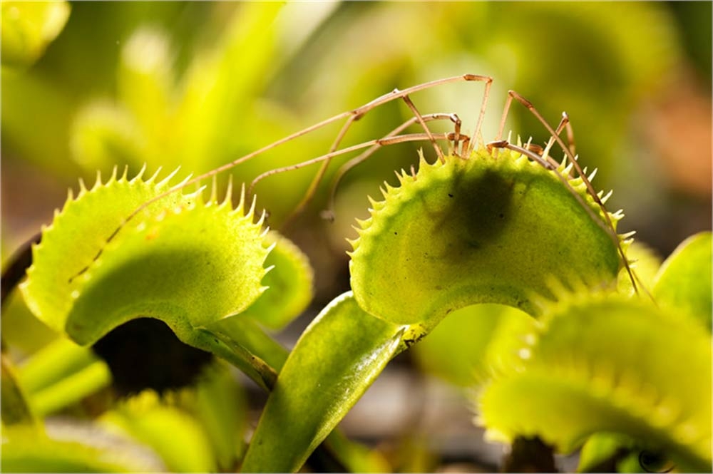 Venus flytrap Venus flytrap
