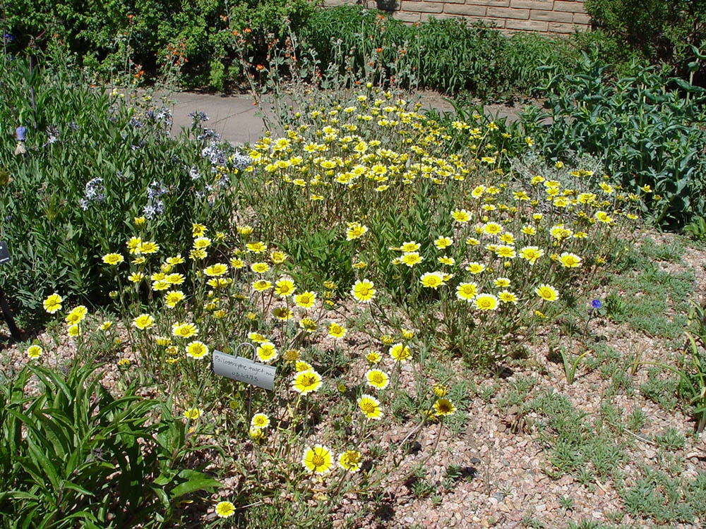 Layia platyglossa