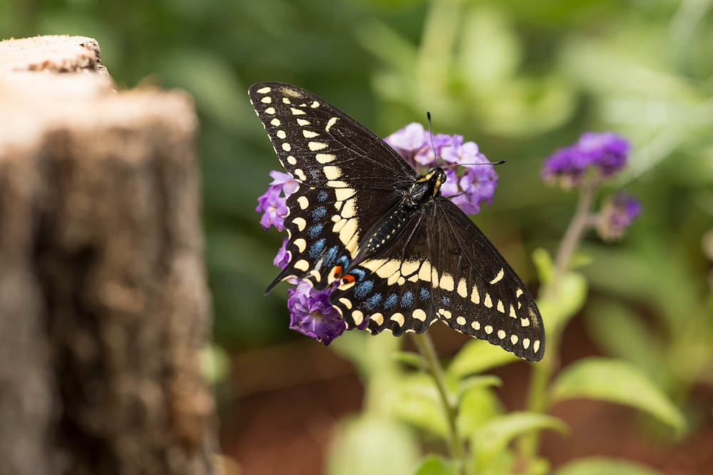 butterfly