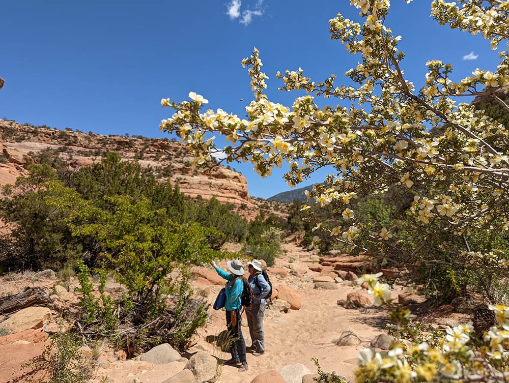 Purshia stansburiana