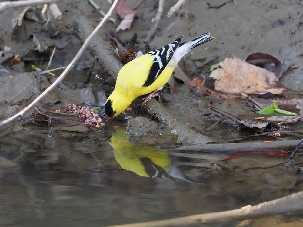 Spinus tristis