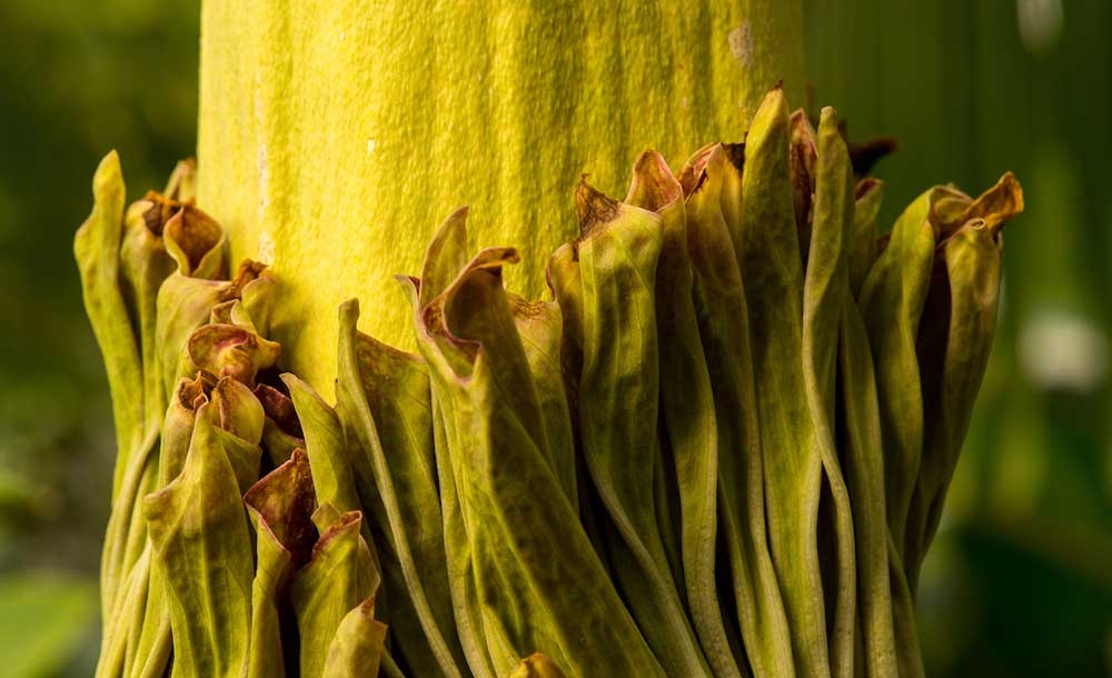 corpse flower