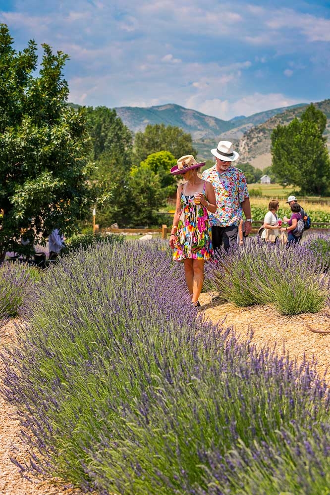 walkinglavenderfield