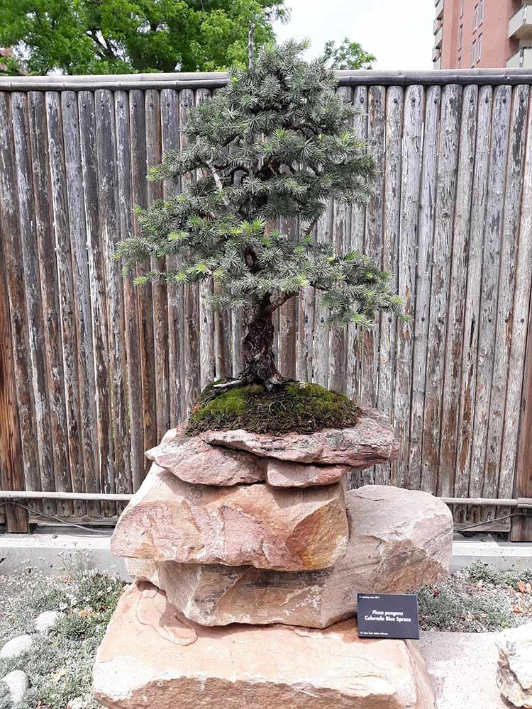 Colorado blue spruce (Picea pungens) 