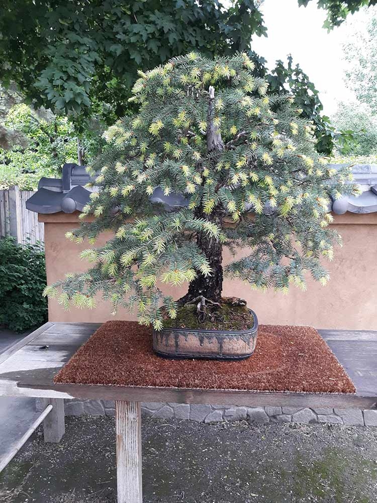 Douglas fir (Pseudotsuga menziesii var. glauca)