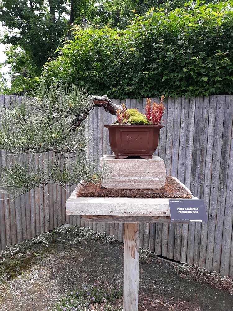 Ponderosa pine (Pinus ponderosa) 