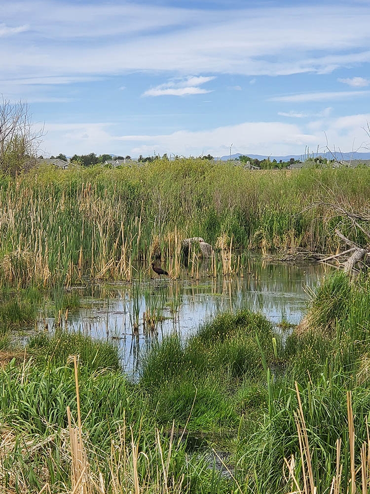 wetlands