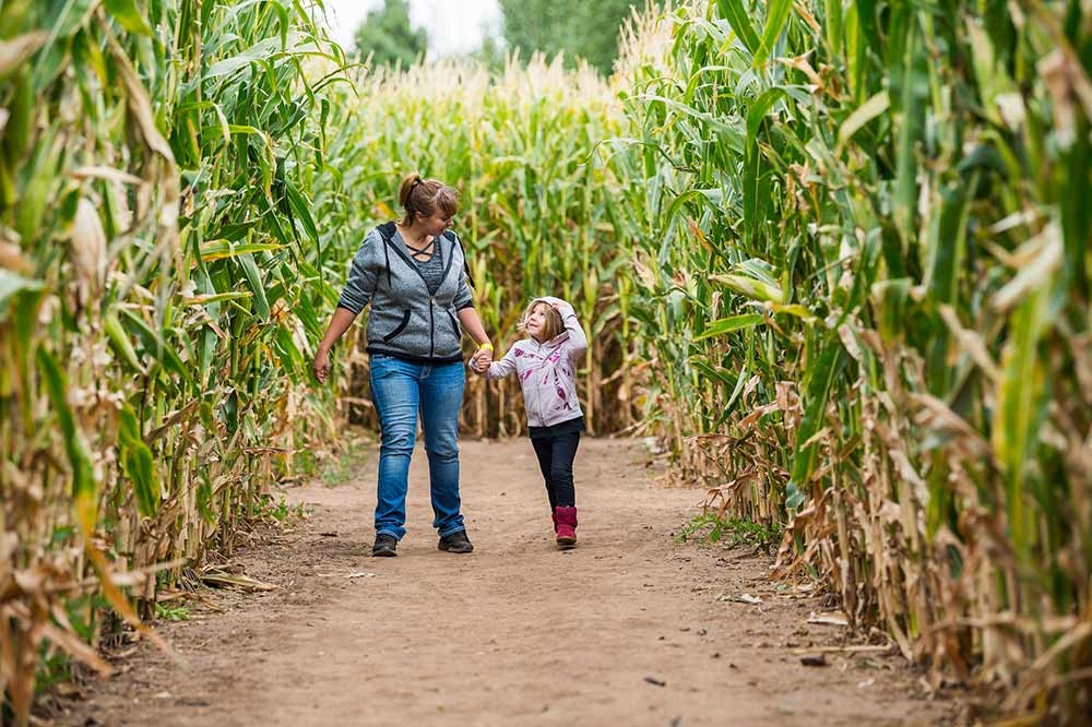 Corn Maze at Chatfield Farms in September Corn Maze at Chatfield Farms in September