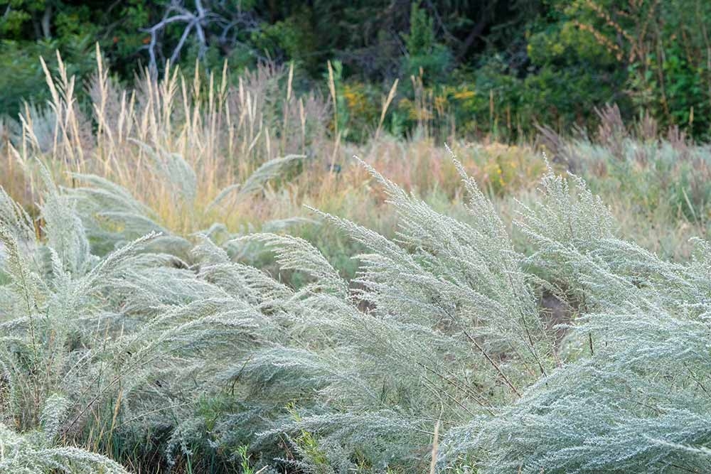 Sand sage (Artemisia filifolia) There is fine texture of sand sage (Artemisia filifolia)'