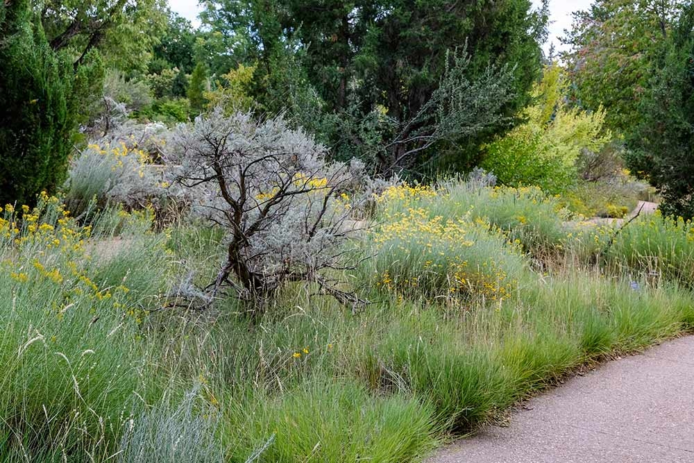 Rabbitbrush (Ericameria nauseosa) and big sagebrush (Artemisia tridentata) Rabbitbrush (Ericameria nauseosa) and big sagebrush (Artemisia tridentata)