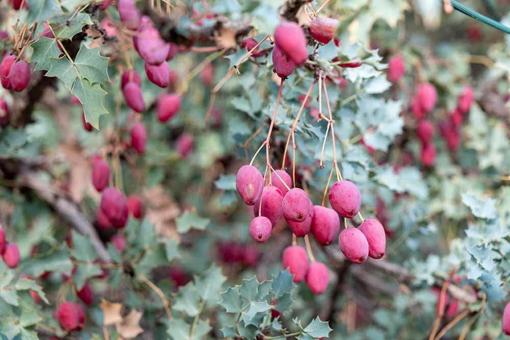 Fremont’s mahonia (Berberis fremontii) A heavy crop of red fruits amid the evergreen blue-green foliage of Fremont’s mahonia (Berberis fremontii).