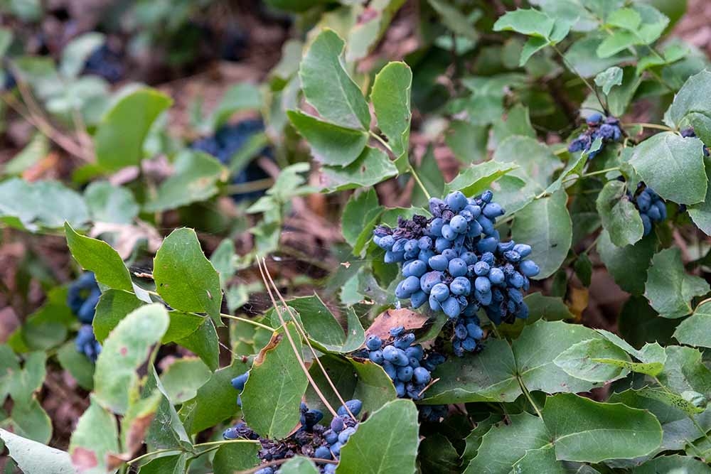 Creeping Oregon grape (Berberis repens) in Sacred Earth Creeping Oregon grape (Berberis repens) will be abundant with heavy clusters of blue berries and seasonally deep purple to red foliage.
