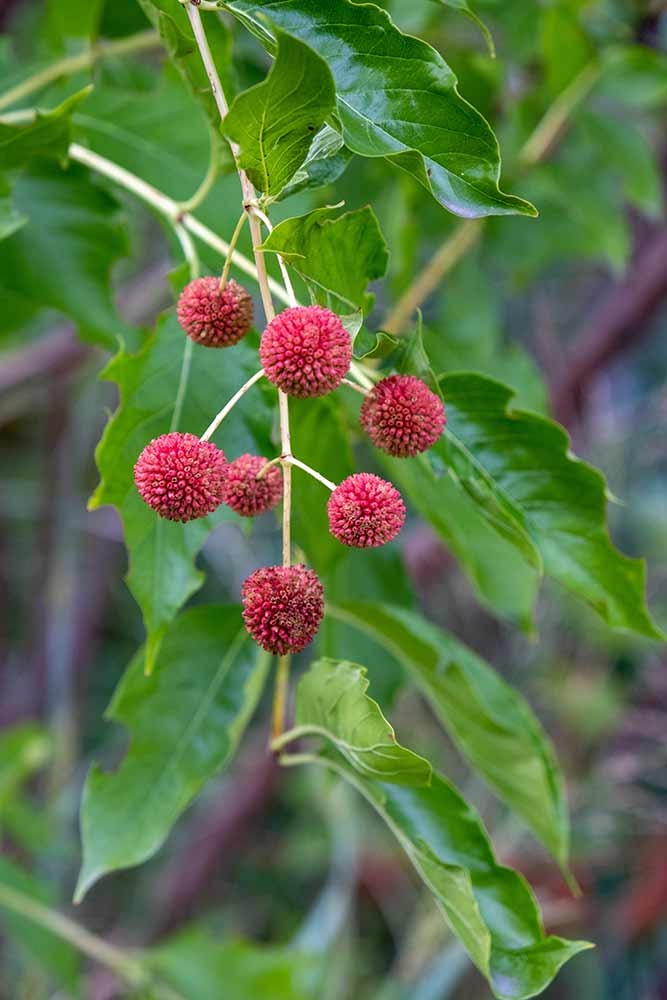 Buttonbush (Cephalanthus occidentalis) Spherical bright red fruit of buttonbush (Cephalanthus occidentalis)