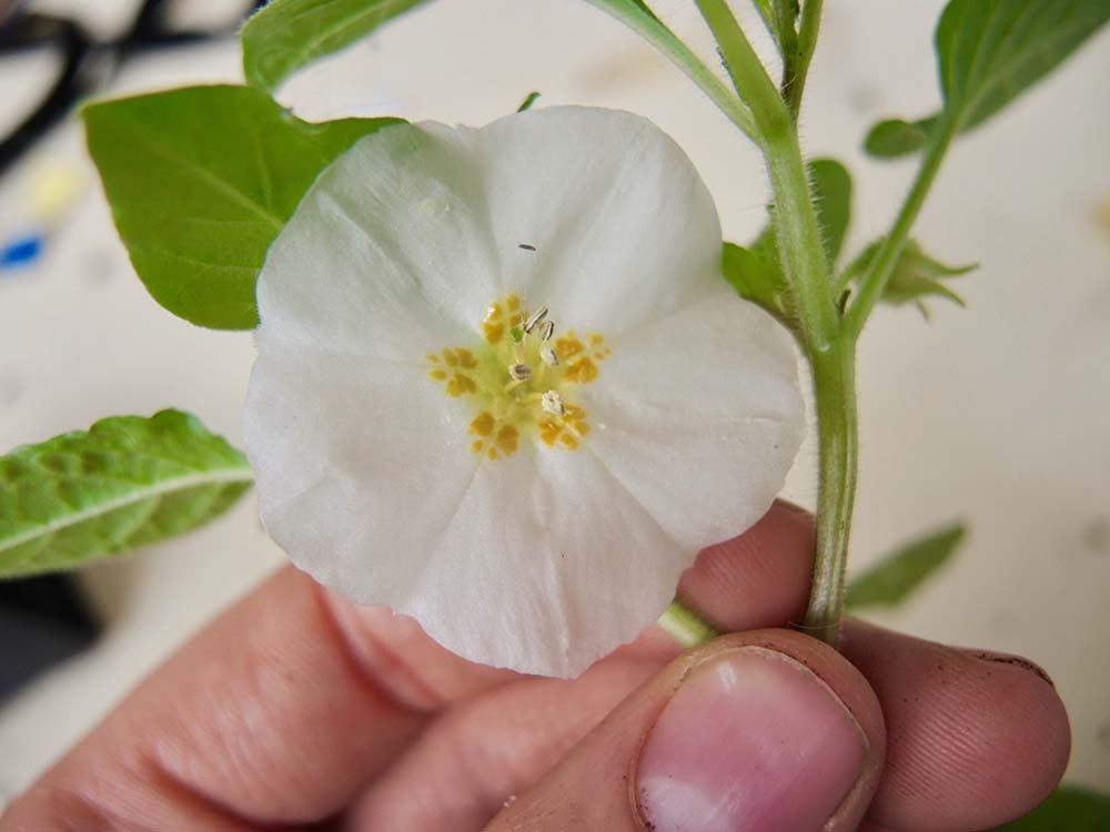 L. grandiflora