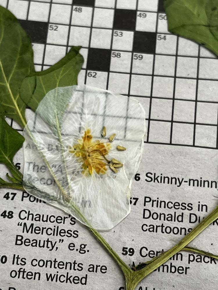 Pressed flower