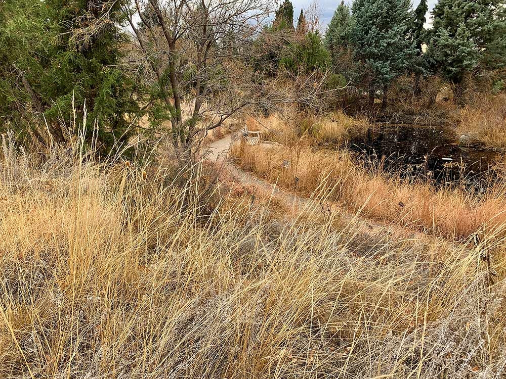 The dense and ever-present growth in the Laura Smith Porter Plains Garden The dense and ever-present growth in the Laura Smith Porter Plains Garden
