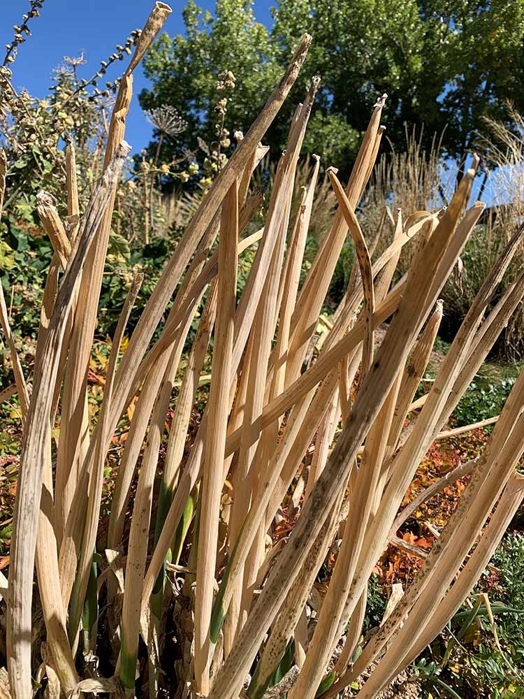 Stems and hollows of different sizes act as nesting sites for various animals Stems and hollows of different sizes act as nesting sites for various animals