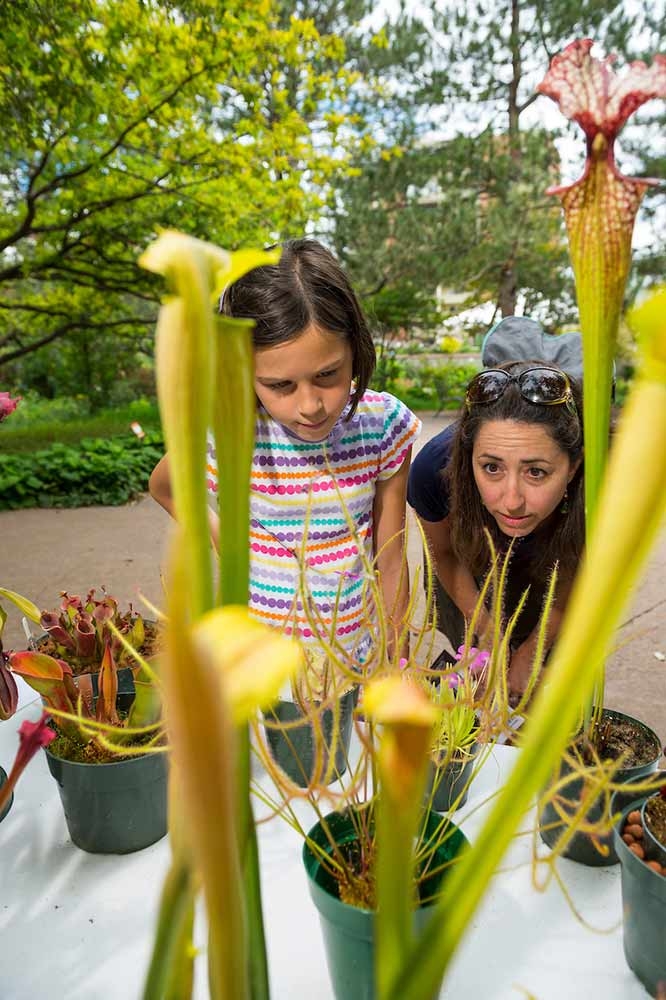 Adult and child outside, looking Venus flytraps and other plants in pots Adult and child outside, looking Venus flytraps and other plants in pots