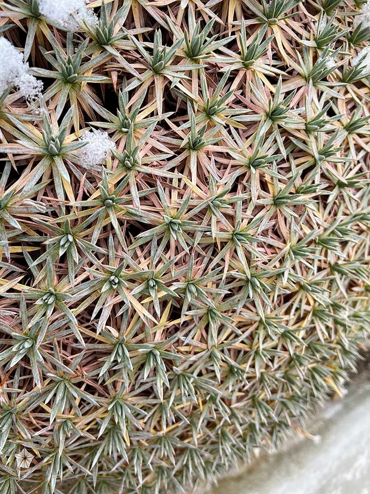 If the eye is drawn to things that hold the most detail, then prickly thrift (Acantholimon) is hard to miss in the winter landscape of the Steppe Garden. If the eye is drawn to things that hold the most detail, then prickly thrift (Acantholimon) is hard to miss in the winter landscape of the Steppe Garden.
