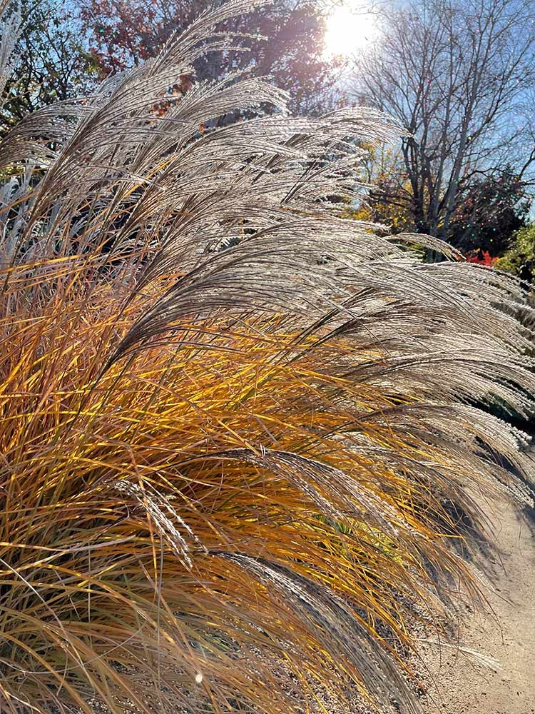 Feel the exhilaration of being fanned by silver grass (Miscanthus) as cool breezes ebb and flow through the Ornamental Grasses Garden. Feel the exhilaration of being fanned by silver grass (Miscanthus) as cool breezes ebb and flow through the Ornamental Grasses Garden.