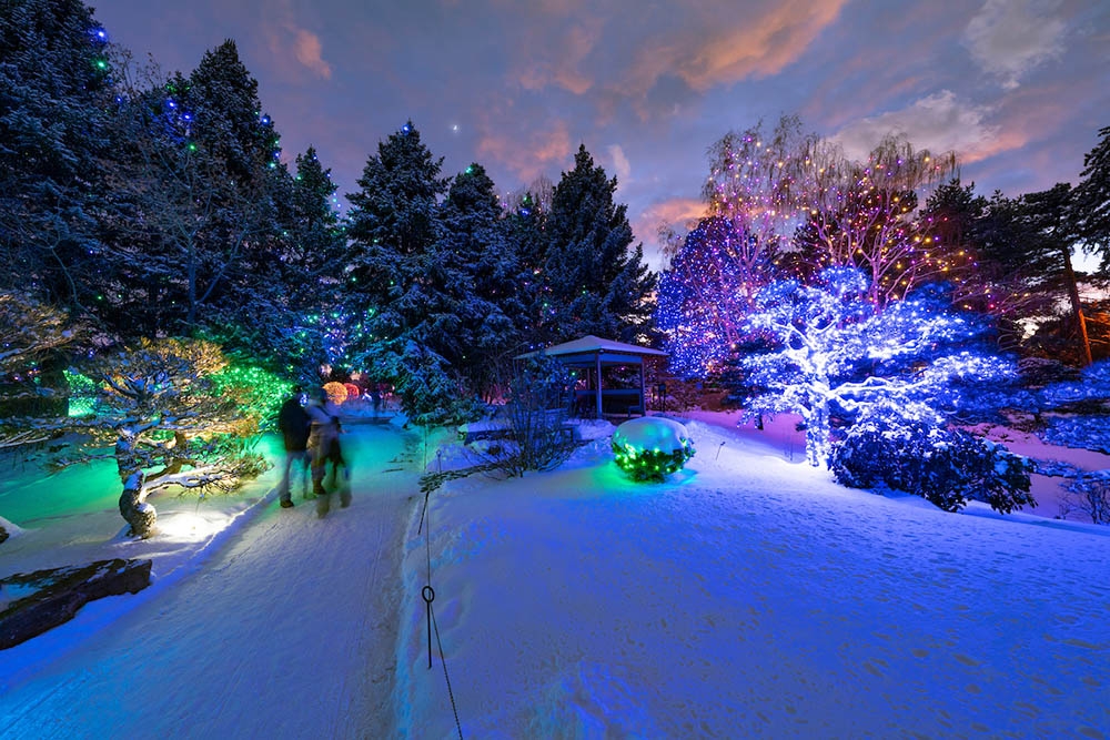 Blossoms Snow