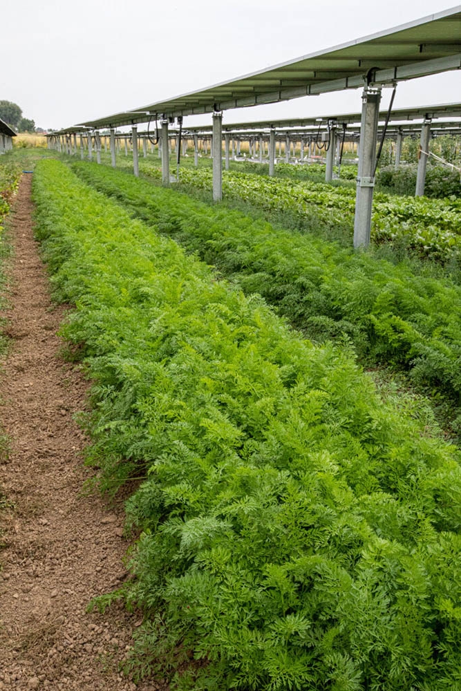 Agrivoltaics