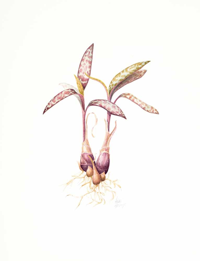Helen Hastings, “Ledebouria socialis” (Silver squill), watercolor, 2019. Helen Hastings, “Ledebouria socialis” (Silver squill), watercolor, 2019.