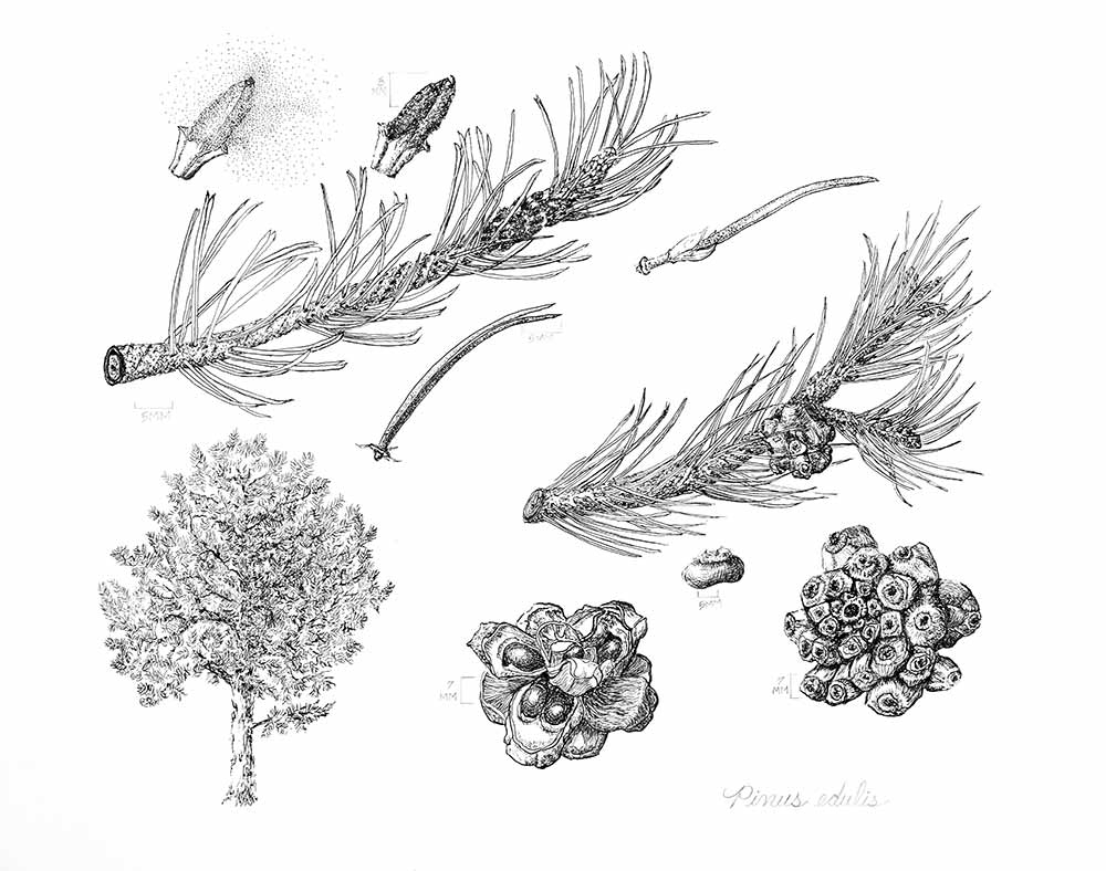 Linelle Zimmer, “Pinus edulis” (Colorado pinyon pine), pen and ink, 2021. Linelle Zimmer, “Pinus edulis” (Colorado pinyon pine), pen and ink, 2021.