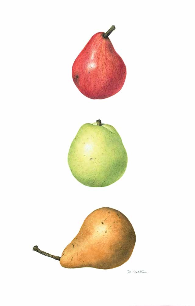Mary Crabtree, “Pyrus communis” ‘Red Bartlett,' ”Pyrus communis” 'D'Anjou,' “Pyrus communis” 'Bosc,' (Three Pears), watercolor, 2021. Mary Crabtree, “Pyrus communis” ‘Red Bartlett,' ”Pyrus communis” 'D'Anjou,' “Pyrus communis” 'Bosc,' (Three Pears), watercolor, 2021.