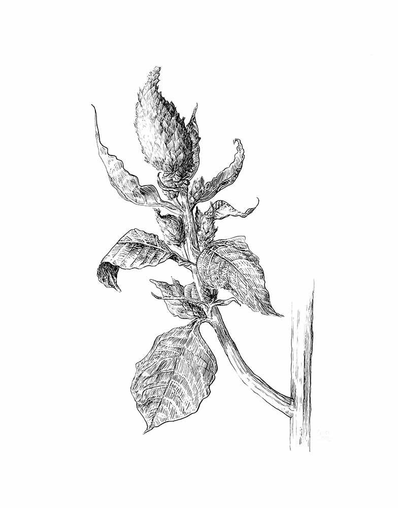 Nick Elias, “Celosia cristata,” pen and ink, 2021. Nick Elias, “Celosia cristata,” pen and ink, 2021.