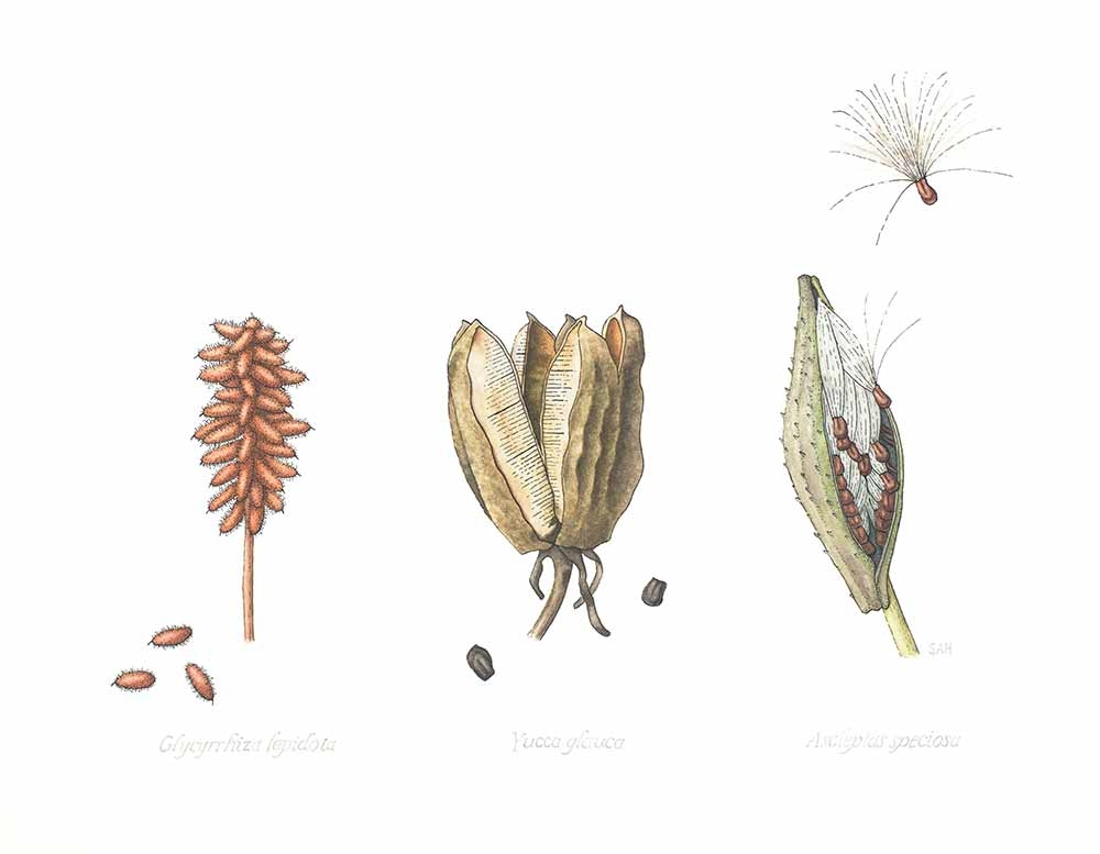 Sara Handy, “Glycyrrhiza lepidota,” “Yucca glauca,” “Asclepias speciosa” (Licorices, Yucca and Milkweed), watercolor, 2021-2022. Sara Handy, “Glycyrrhiza lepidota,” “Yucca glauca,” “Asclepias speciosa” (Licorices, Yucca and Milkweed), watercolor, 2021-2022.