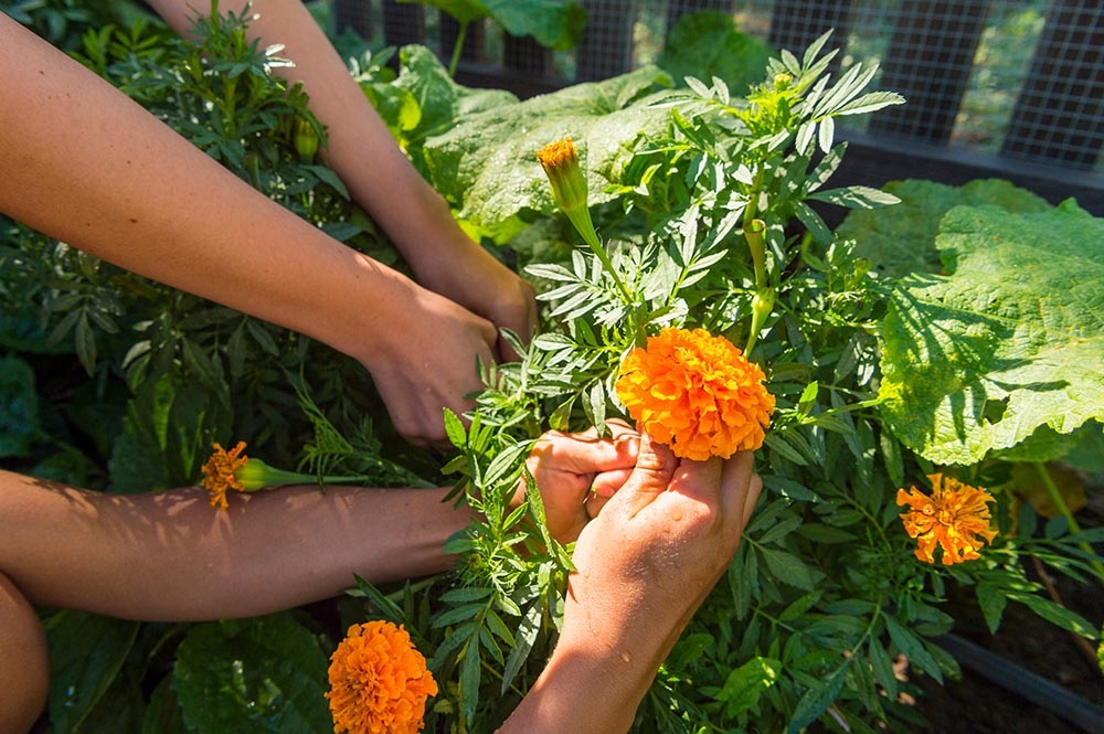 Marigold flowers