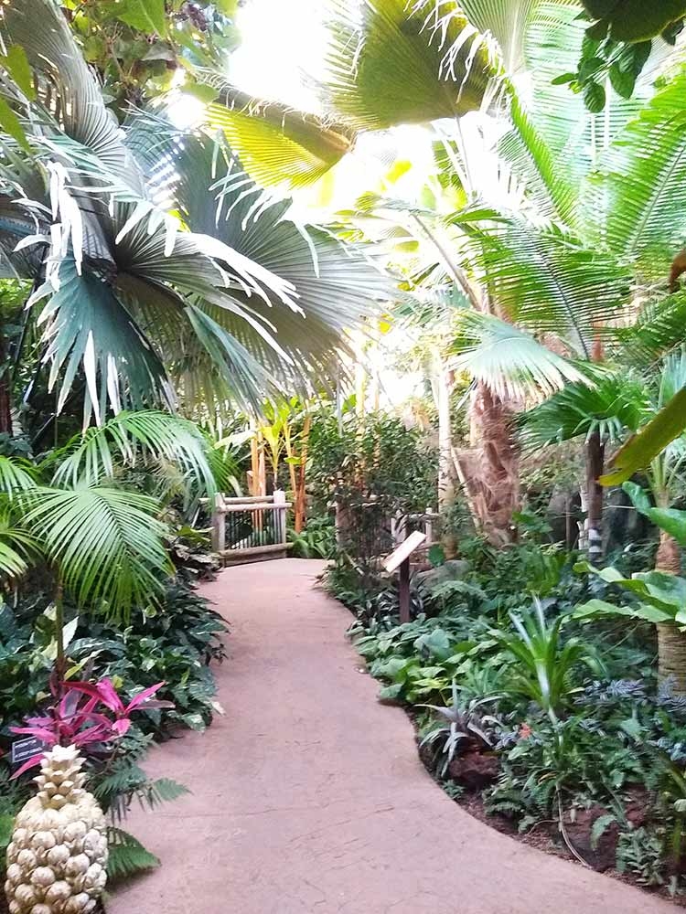 Boettcher Memorial Tropical Conservatory Boettcher Memorial Tropical Conservatory banner