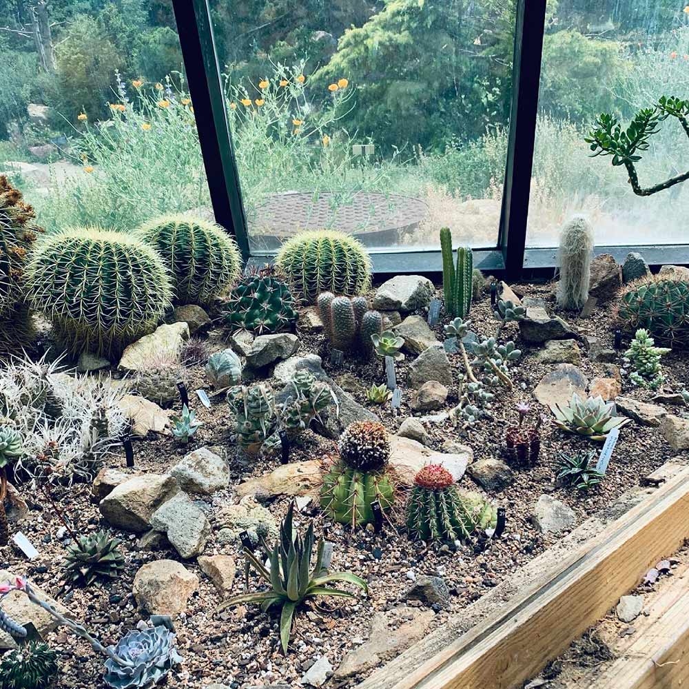 Cactus and Succulent House Cactus and Succulent House