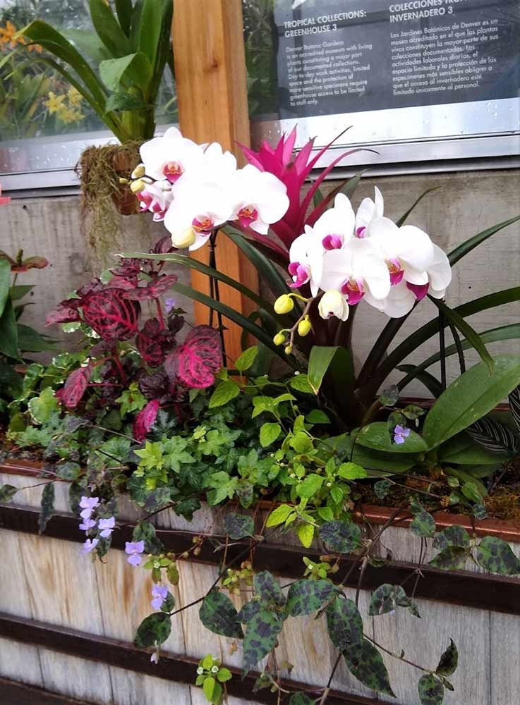 Orchid Showcase Orchid Showcase banner