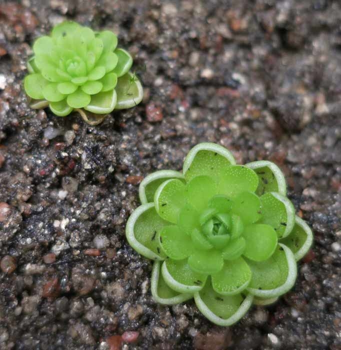 Butterwort (Pinguicula Esseriana) Butterwort (Pinguicula Esseriana)