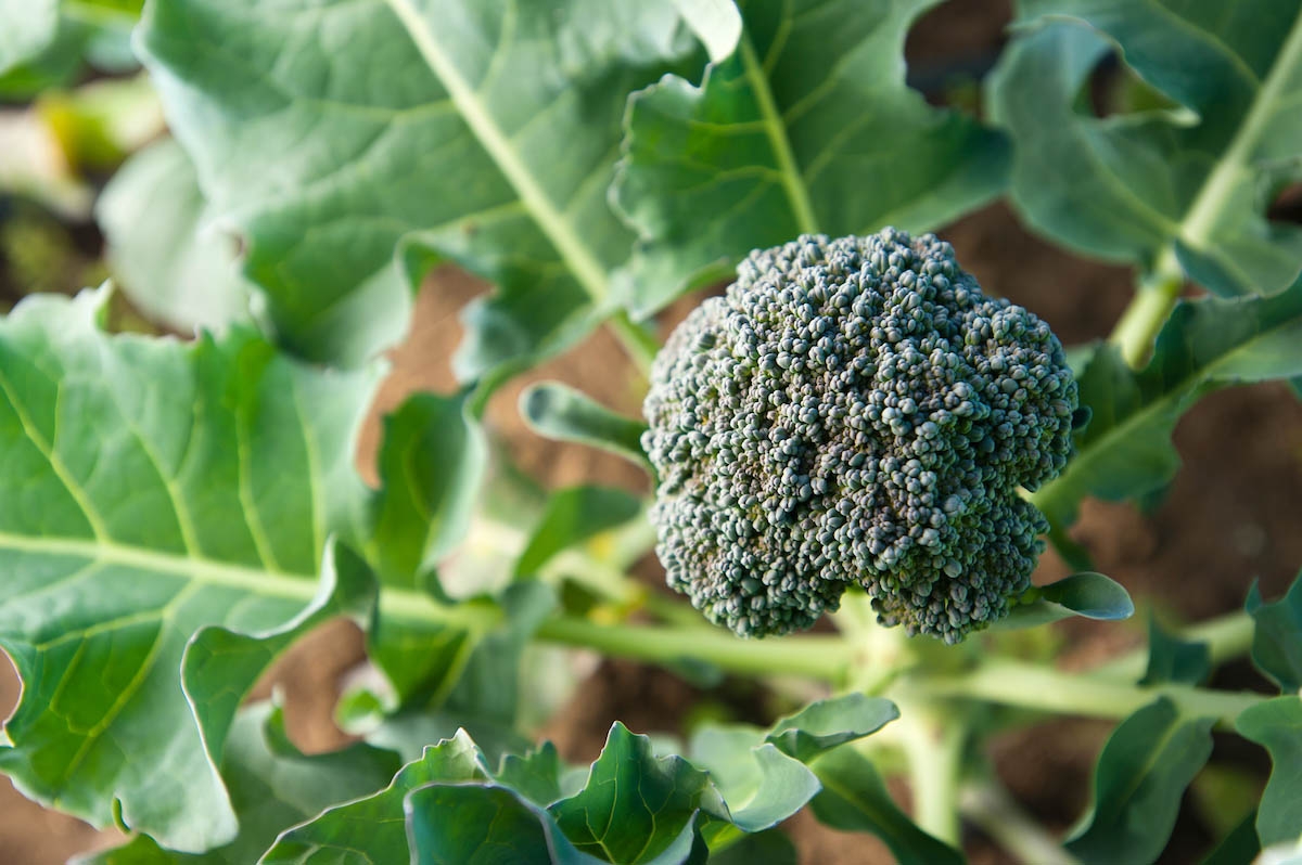 broccoli
