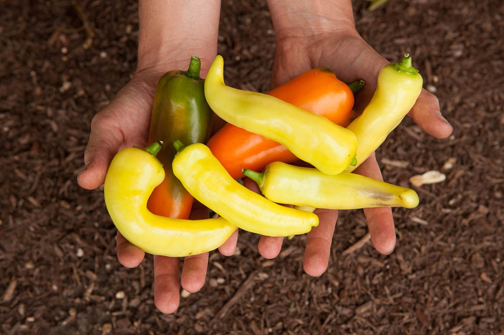 peppers